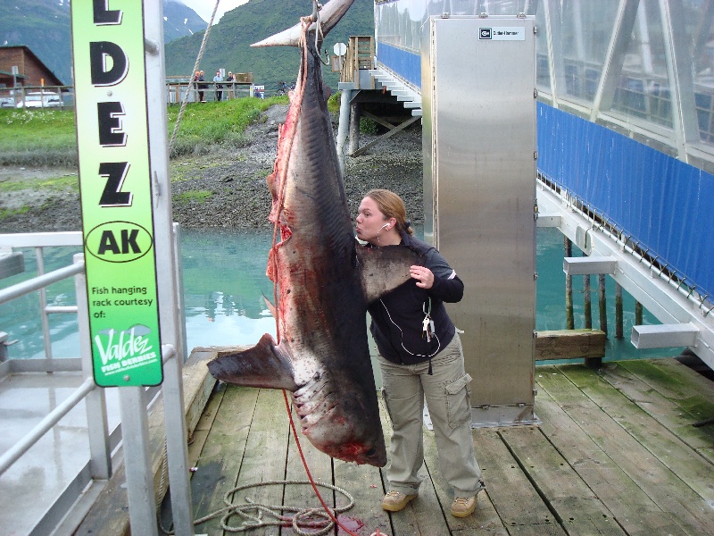 AK Salmon Shark