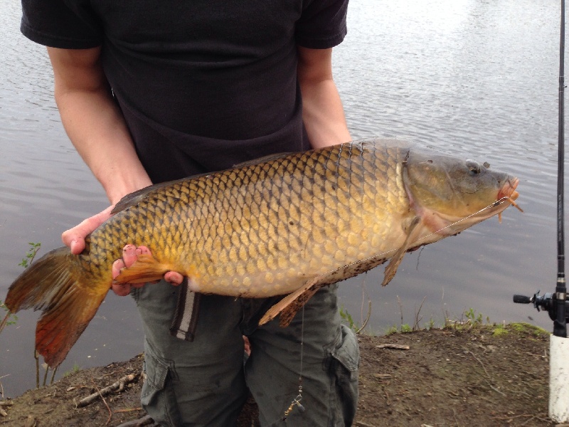 12lb carp