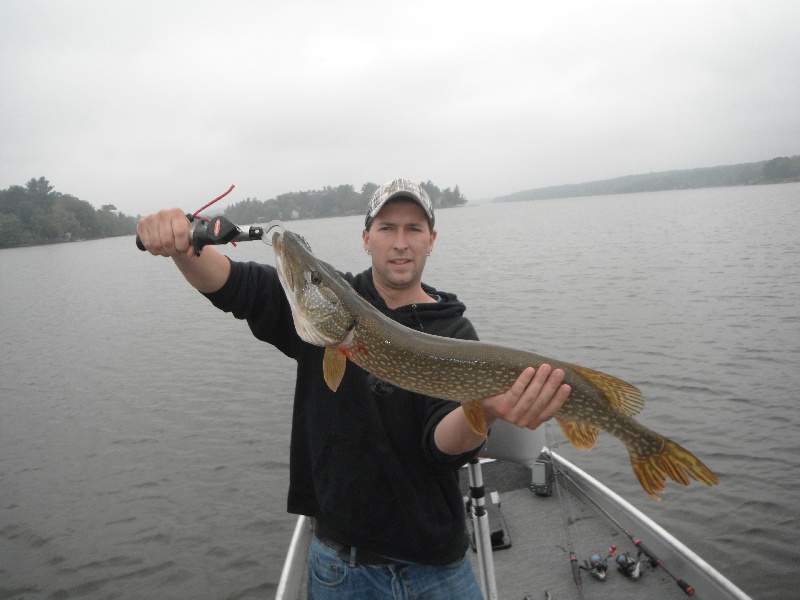 36"Northern Pike